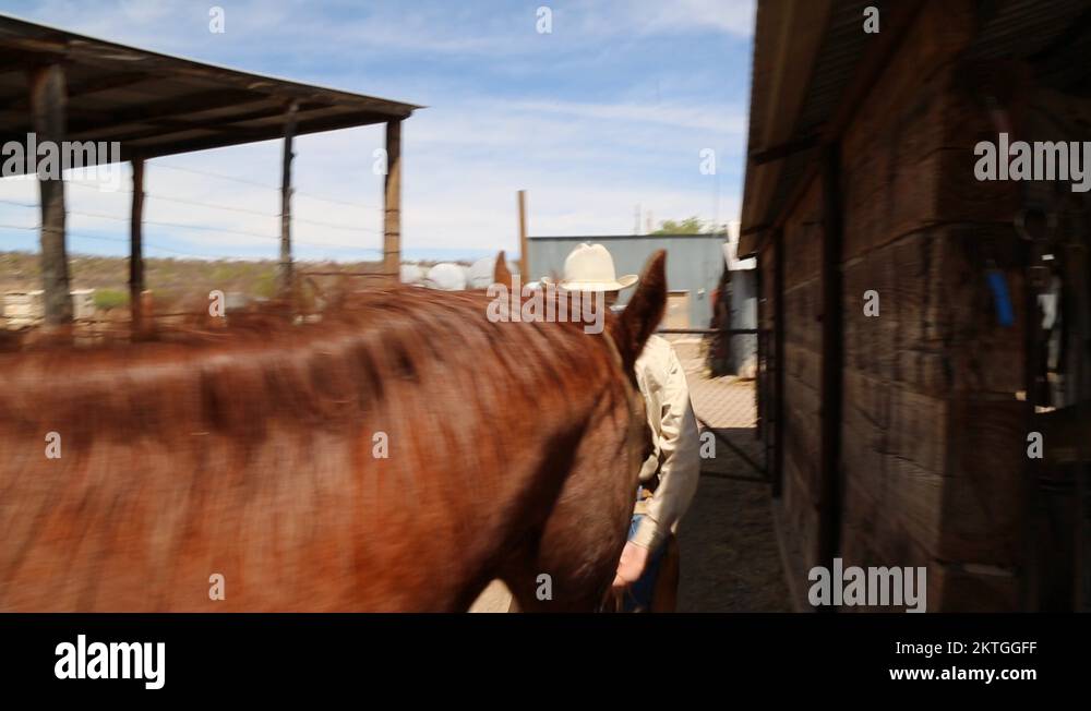 Horse controversy Stock Videos & Footage HD and 4K Video Clips Alamy