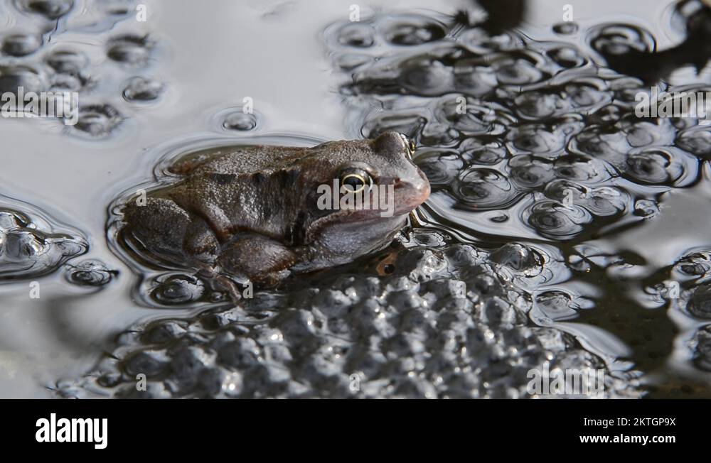 Amphibian amphibians spawn frogspawn Stock Videos & Footage HD and 4K Video Clips Alamy