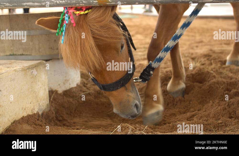Dwarf horse Stock Videos & Footage - HD and 4K Video Clips - Alamy