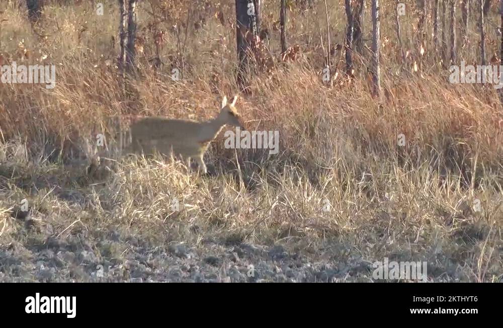 _iucn status Stock Videos & Footage HD and 4K Video Clips Alamy