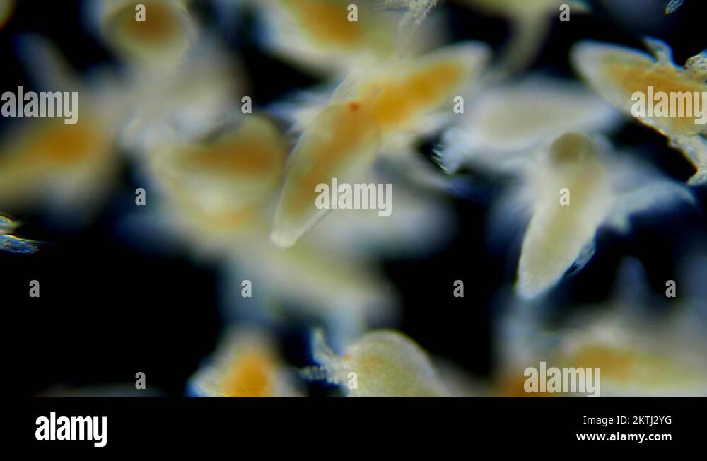Brine shrimp artemia Stock Videos & Footage - HD and 4K Video Clips - Alamy