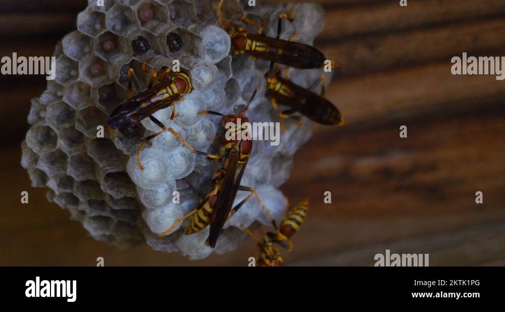 Many Yellow Jacket Wasps Watching Over Hive Macro Close 10bit, 4K Stock