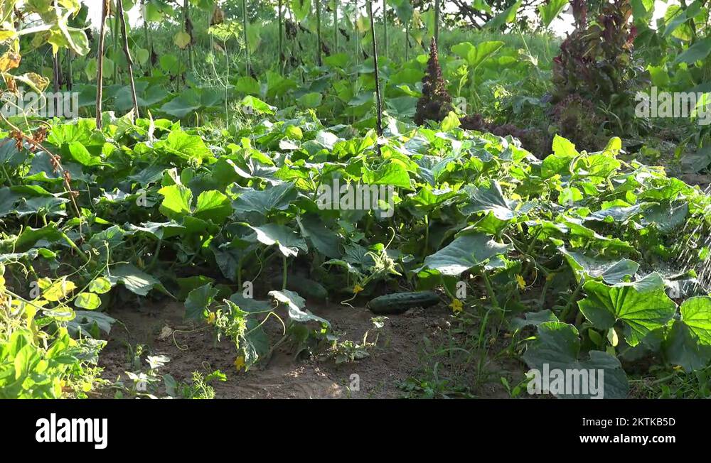 grower pour water drops on cucumber vegetable plants with can in farm