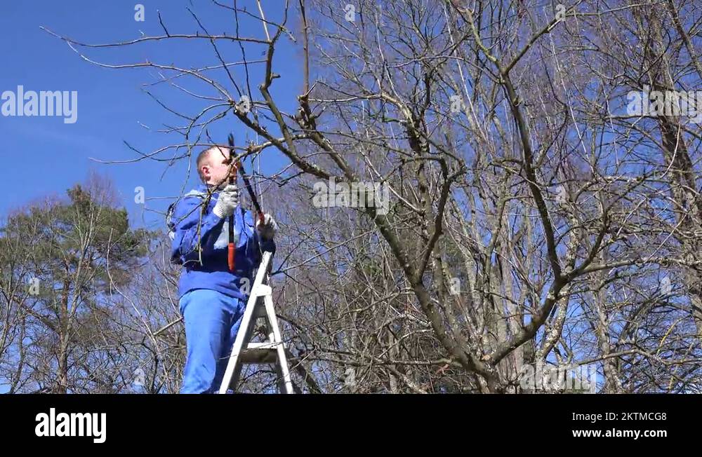 Tree trimming ladders Stock Videos & Footage - HD and 4K Video Clips