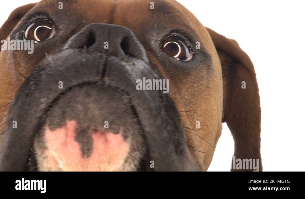Dog shaking head Stock Videos & Footage HD and 4K Video Clips Alamy