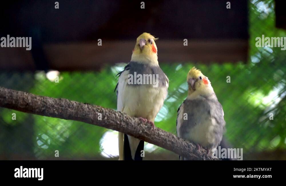 different types of Parrots in zoo cage Stock Video Footage Alamy