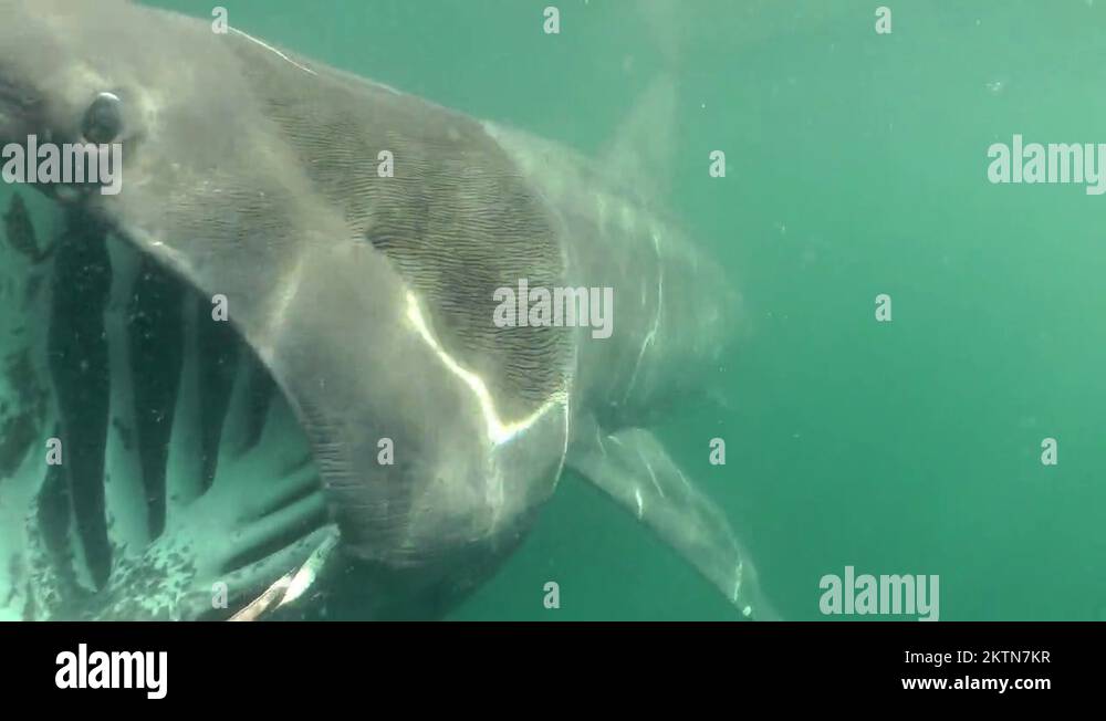 Basking shark mouth Stock Videos & Footage - HD and 4K Video Clips - Alamy
