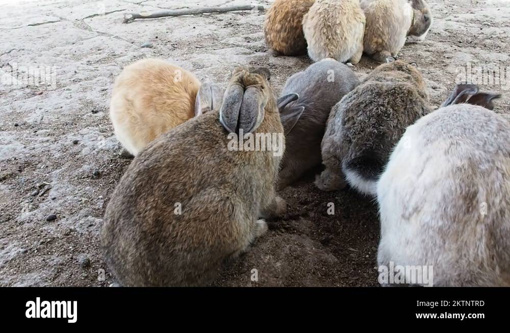 Okunoshima, JAPAN Rabbits on Okunoshima island (a.k.a. Bunny island