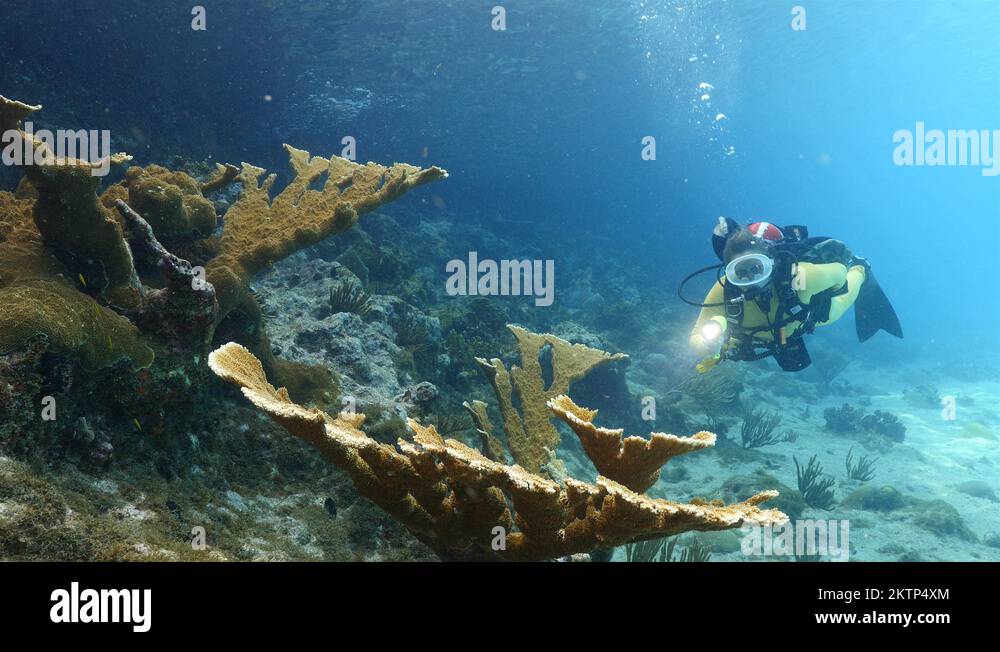 Scuba diver diving Stock Videos & Footage HD and 4K Video Clips Alamy