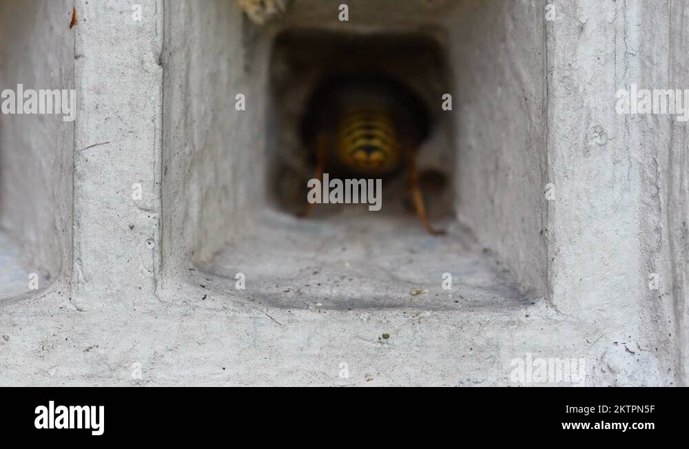 4K wasps nesting in vent Stock Video Footage Alamy