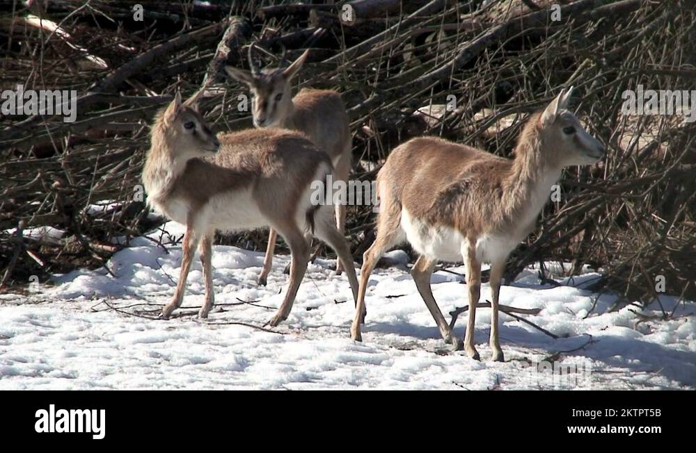 Gazelle gazella Stock Videos & Footage - HD and 4K Video Clips - Alamy