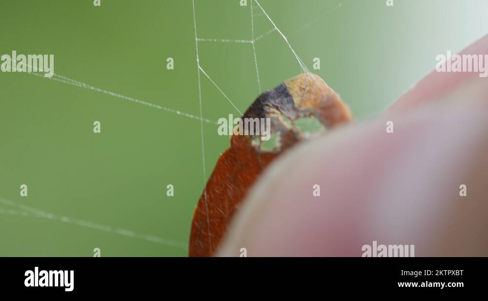 Leaf Stuck in Spider Web Being Pulled Out Macro Close Up 10bit, 4K ...