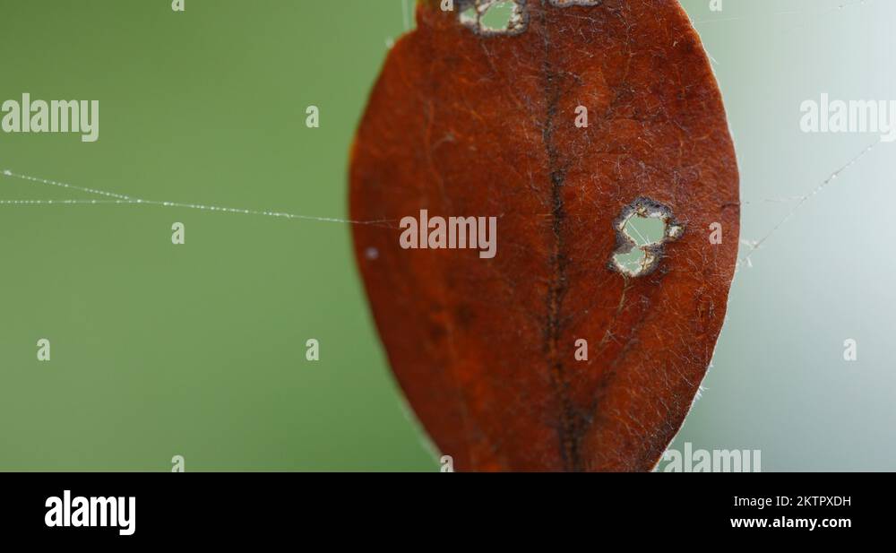 Leaf Stuck in Spider Web Being Pulled Macro Close Up 10bit, 4K Stock ...