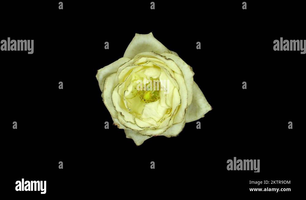 Rotating timelapse of opening and closing white rose in RGB + ALPHA