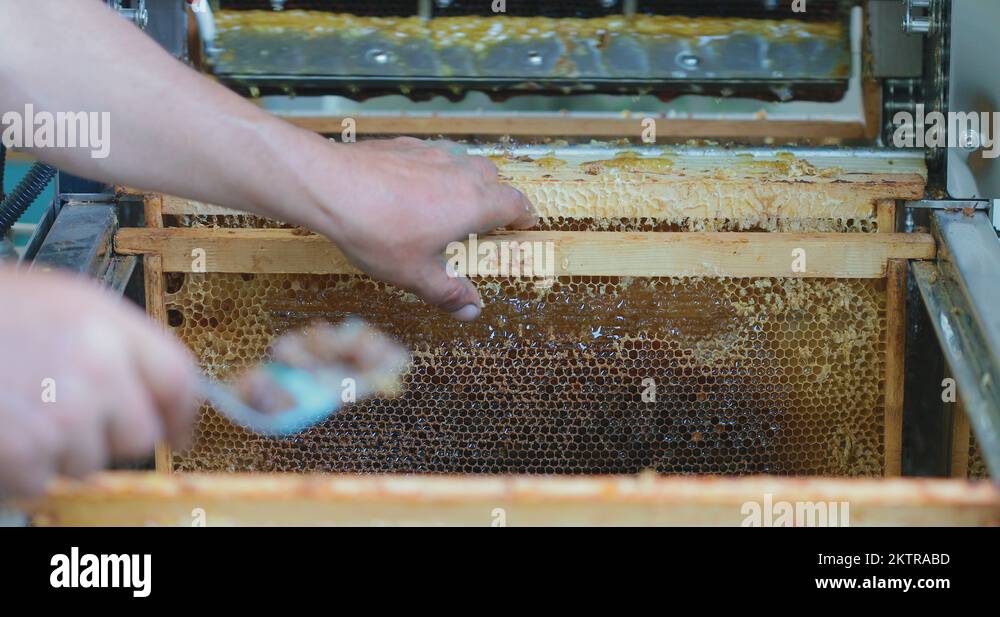 Honey extraction process Stock Videos & Footage HD and 4K Video Clips