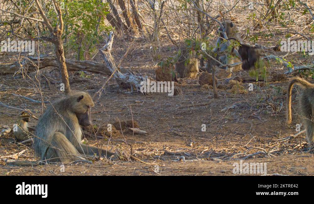 African Baboon Stock Videos Footage HD And 4K Video Clips Alamy