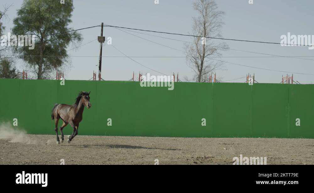 Horse galloping in front of a green screen in slow motion Stock Video Footage Alamy