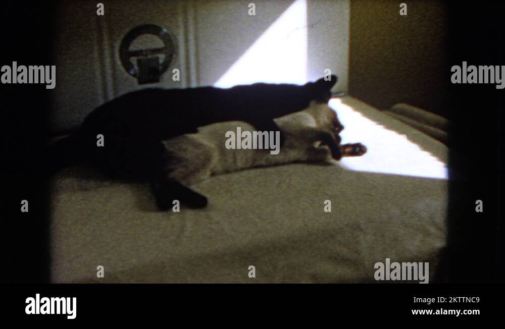 1966 cat siblings having fun hugging and grooming each other CATALINA