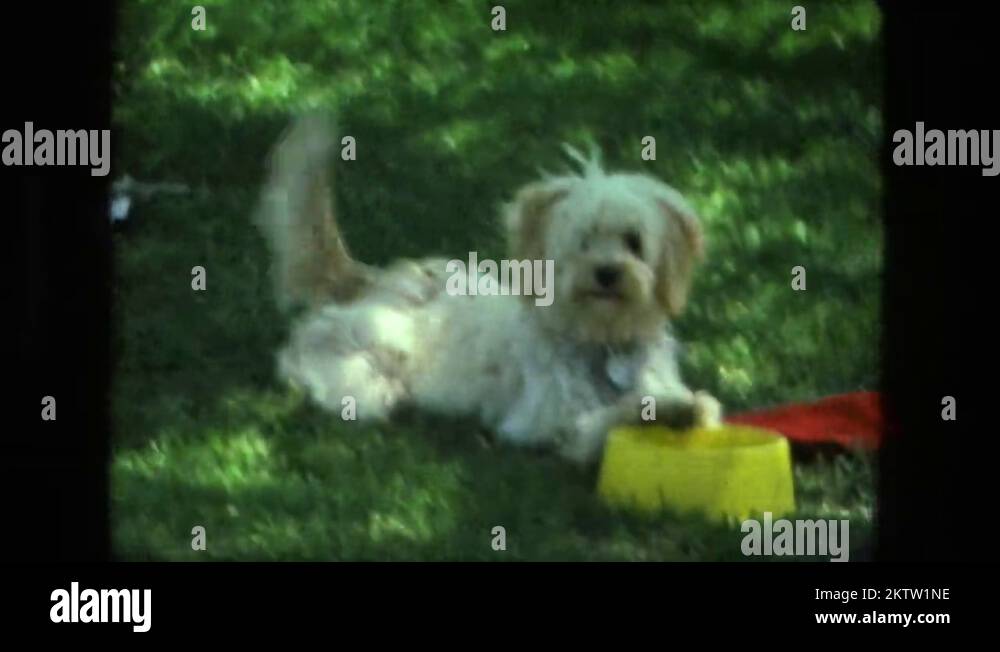 Dog wagging her tail Stock Videos & Footage - HD and 4K Video Clips - Alamy