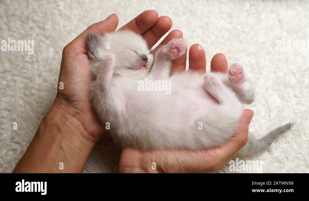 Ragdoll baby kitten Stock Videos & Footage - HD and 4K Video Clips - Alamy