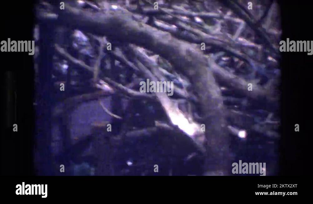 1977 sighting underneath the tree limbs. HONOLULU HAWAII Stock Video