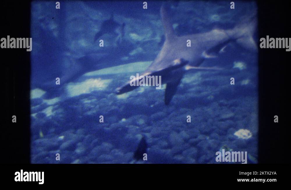 1977 a hammerhead shark and other fish swimming under water HONOLULU HAWAII Stock Video Footage