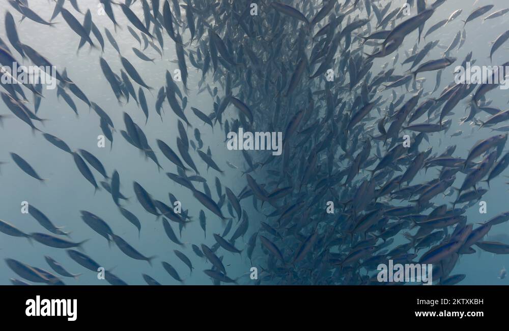 marine-plankton-fish-stock-videos-footage-hd-and-4k-video-clips-alamy