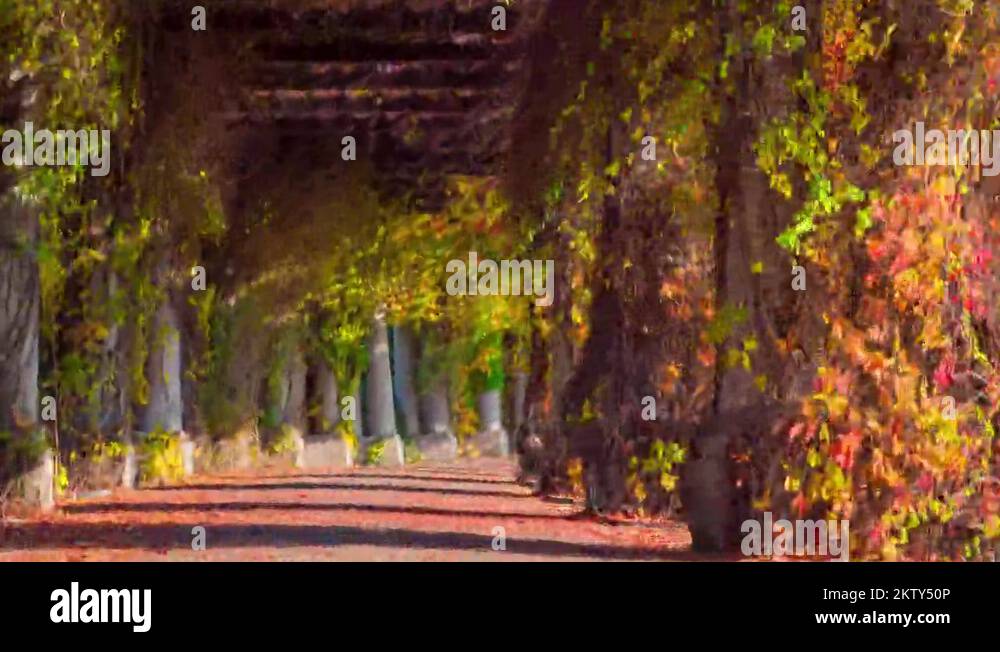 Walkway Clips Pergola walk in wroclaw Stock Videos & Footage - HD and 4K Video Clips ...