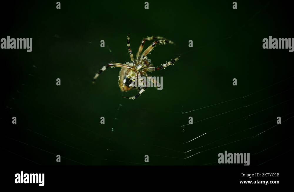 Close-up of a spider weaving its web, symbolizing the creation of one's own destiny.