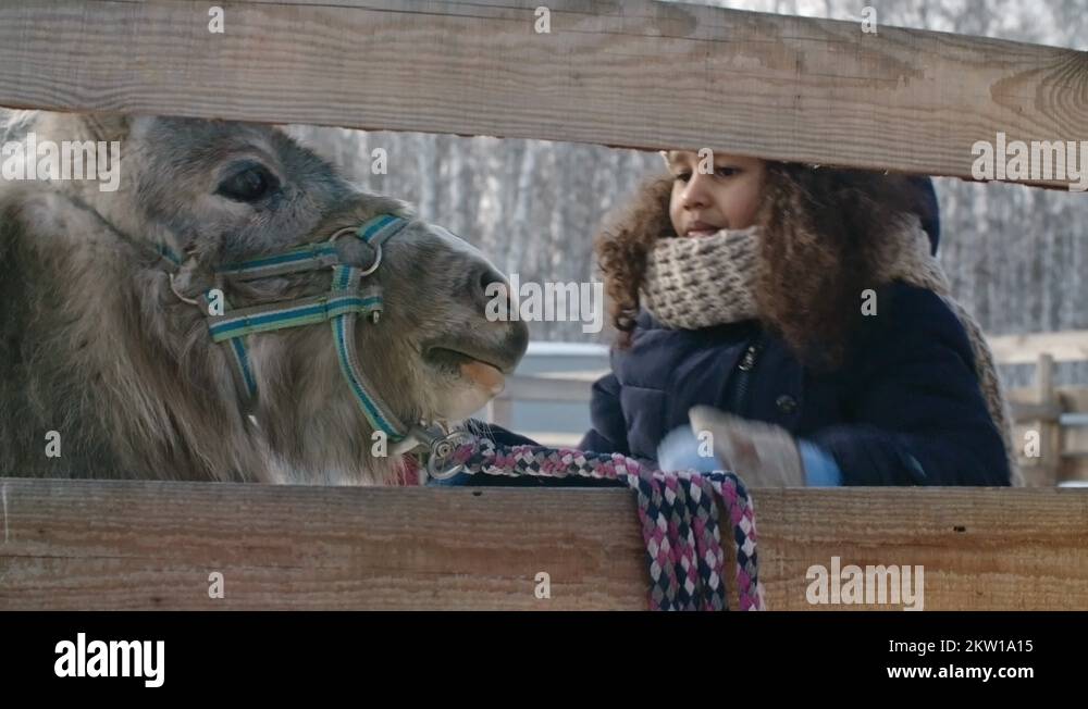 Heavy petting Stock Videos & Footage HD and 4K Video