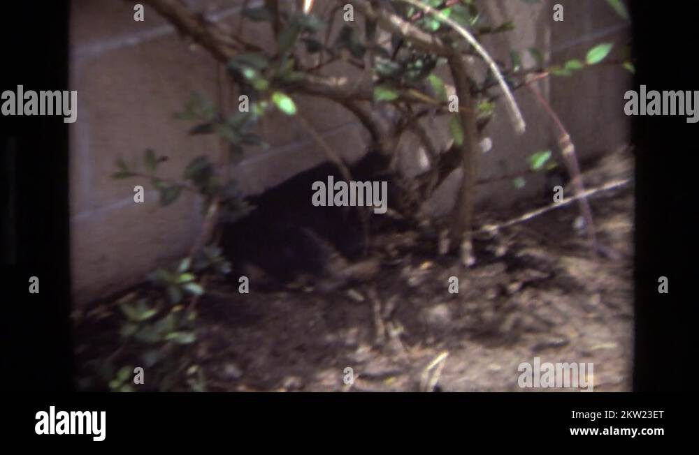 Vintage cinder block wall Stock Videos & Footage HD and 4K Video