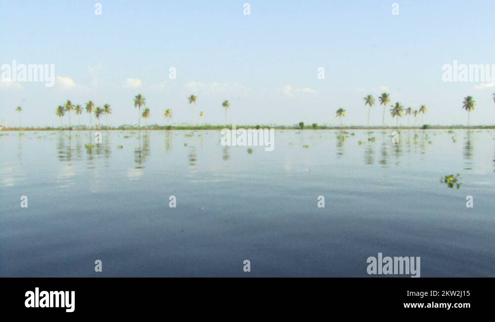 Palm trees reflection on blue water, Backwaters, Cochin, Kerala, India