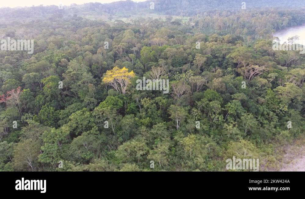 Flowering rainforest tree amazon rainforest Stock Videos & Footage HD