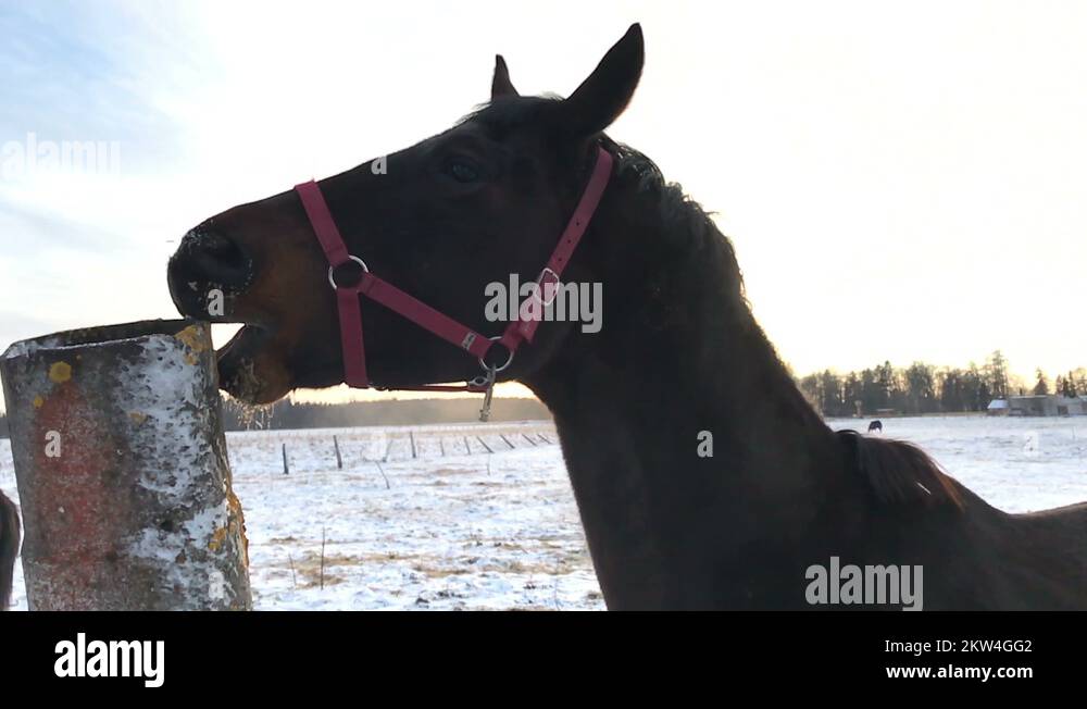 Concrete horse Stock Videos & Footage HD and 4K Video Clips Alamy