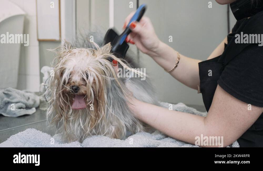 drying of the coat of the Yorkshire Terrier. Washing and grooming dogs
