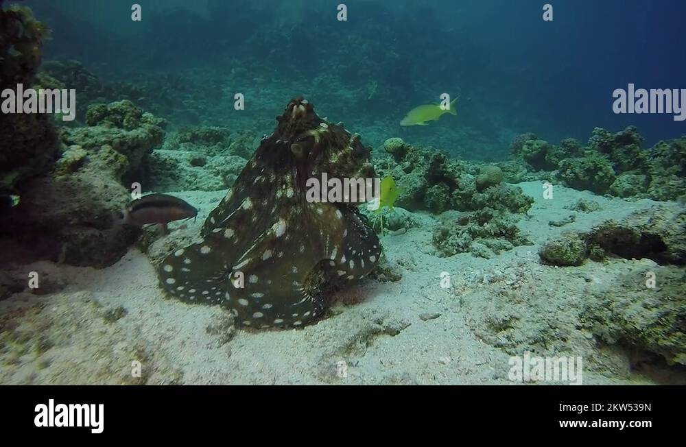red sea octopus egypt diving dahab Stock Video Footage Alamy