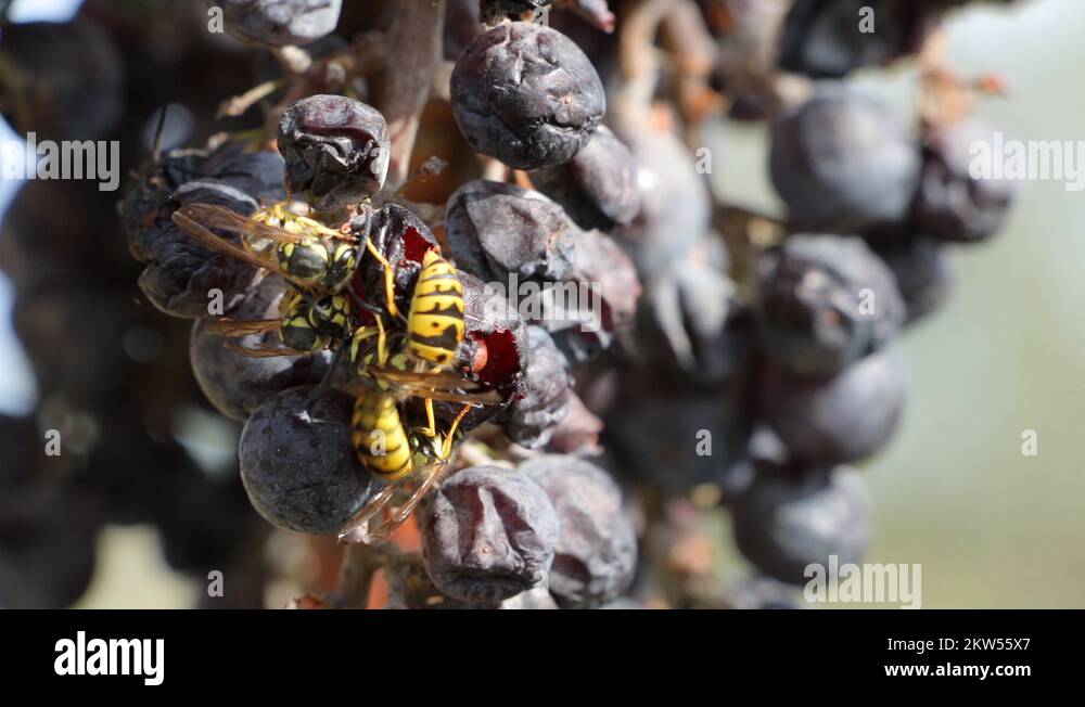Wasps eating grape Stock Videos & Footage HD and 4K Video Clips Alamy