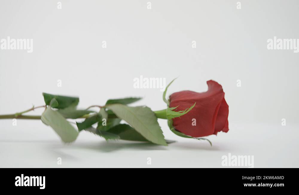 Dropped rose Stock Videos & Footage - HD and 4K Video Clips - Alamy