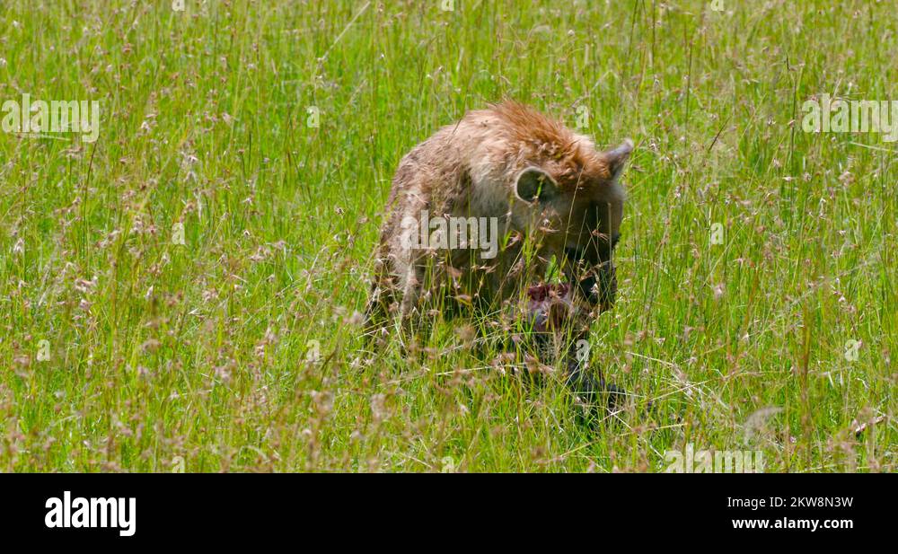 Hyena feeding Stock Videos & Footage - HD and 4K Video Clips - Alamy