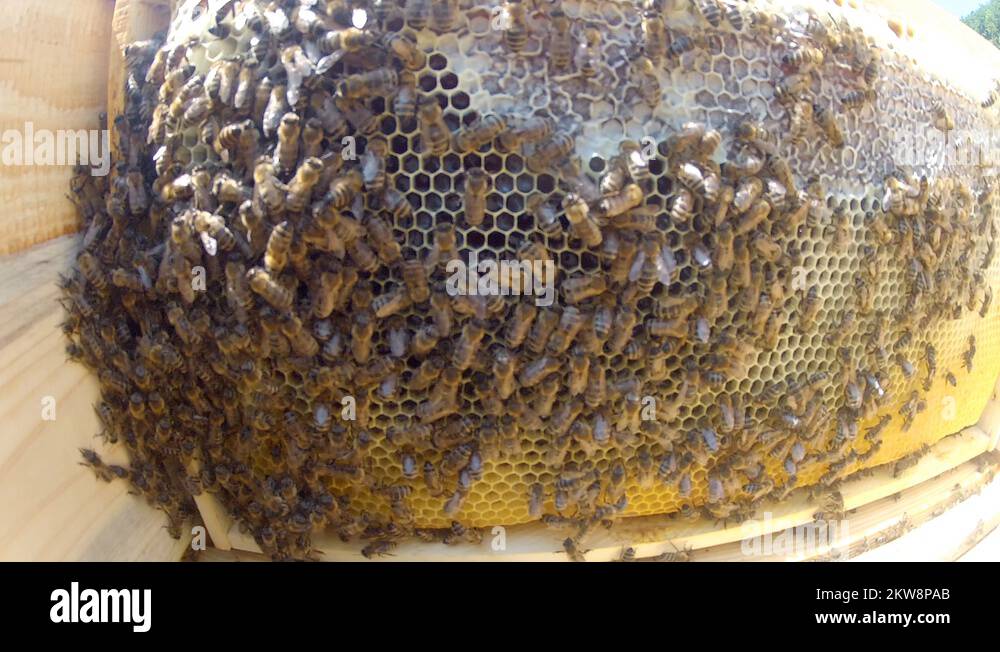 Bees convert nectar into honey, interior of beehive Stock Video Footage