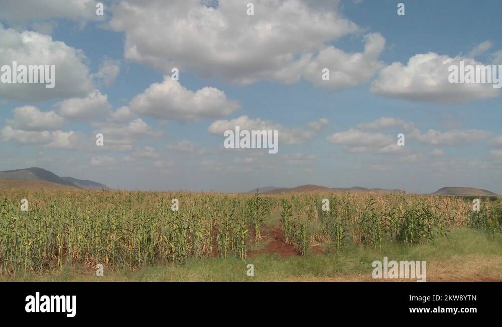 Corn grows in farm fields in Africa in this time lapse shot Stock Video