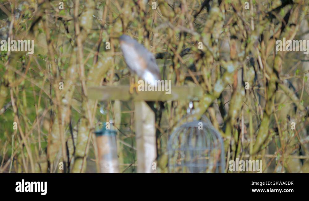 Hawk sparrowhawk wildlife bird Stock Videos & Footage HD and 4K Video