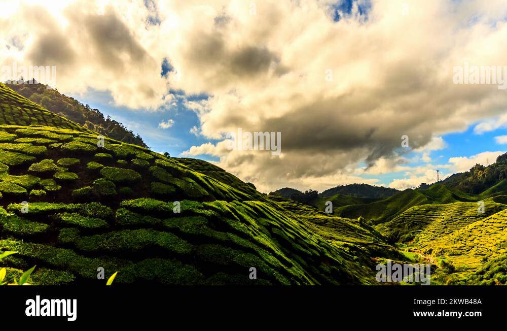 Sunrise over tea plantation Stock Videos & Footage - HD and 4K Video ...