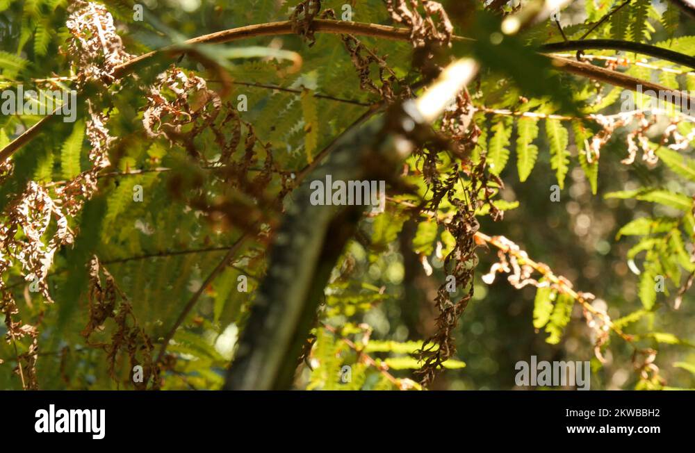 Rainforest fern tree Stock Videos & Footage - HD and 4K Video Clips - Alamy