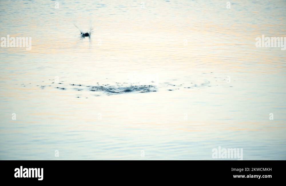 Skillful stone Stock Videos & Footage HD and 4K Video Clips Alamy