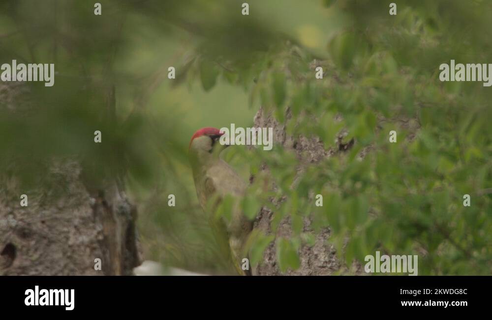 Little green woodpecker Stock Videos & Footage - HD and 4K Video Clips