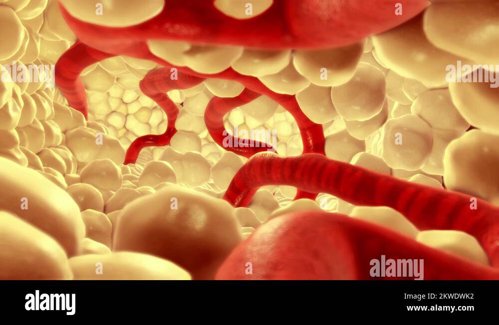 Capillary mesh Stock Videos & Footage - HD and 4K Video Clips - Alamy