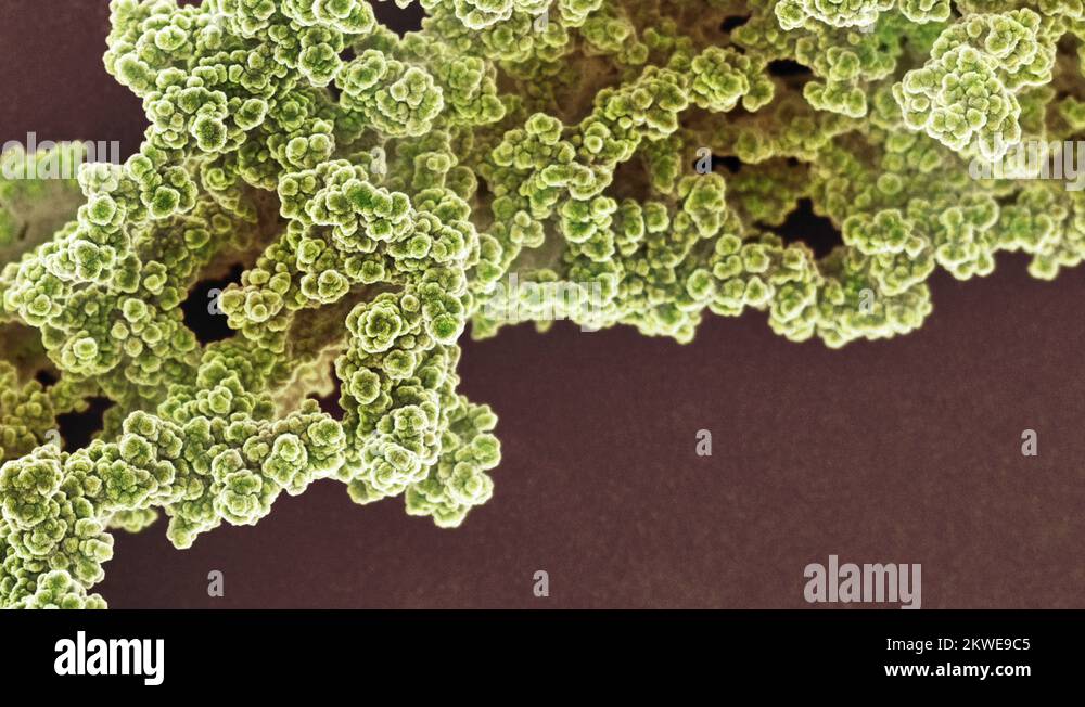 Candida albicans micrograph Stock Videos & Footage - HD and 4K Video ...