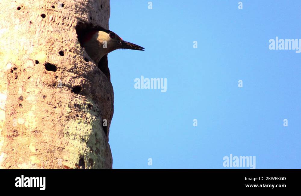 Woodpecker nest in a tree Stock Videos & Footage HD and 4K Video