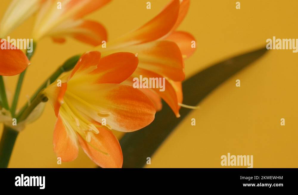 Monocot lily plant Stock Videos & Footage HD and 4K Video Clips Alamy